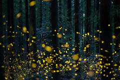 A swarm of fireflies on Shikoku, in southern Japan.Credit...Kei Nomiyama/Barcroft Media, via Getty Images